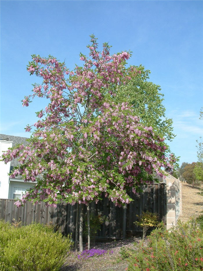 Plant photo of: Robinia  'Idaho'