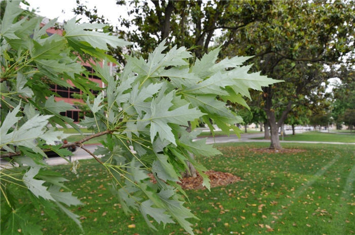 Plant photo of: Acer saccharinum