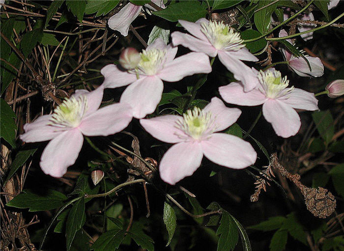 Plant photo of: Clematis montana var. rubens