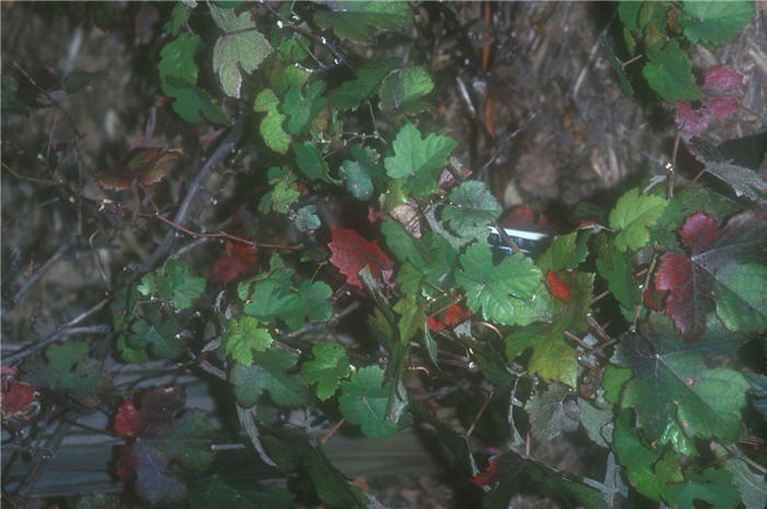 Plant photo of: Vitis vinifera