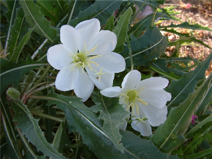Plant photo of: Oenothera caespitosa