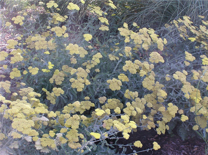 Plant photo of: Achillea millefolium 'Calistoga'