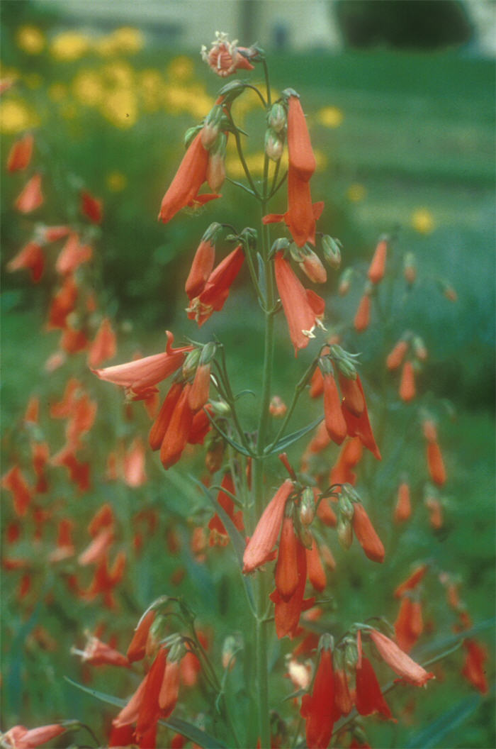 Plant photo of: Penstemon barbatus 'Prairie Dusk'