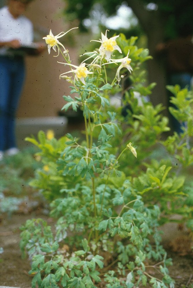 Plant photo of: Aquilegia chrysantha 'Yellow Queen'