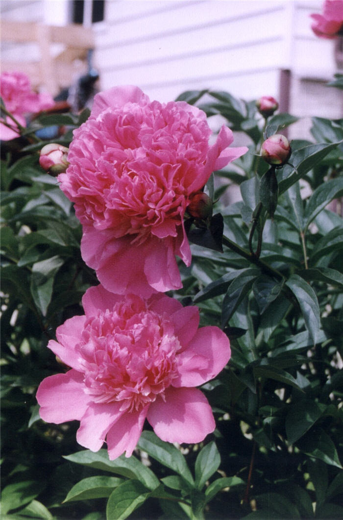 Plant photo of: Paeonia cv. (assorted)