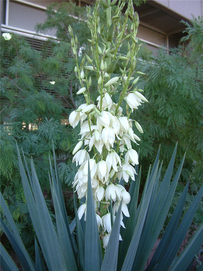 Plant photo of: Yucca baccata