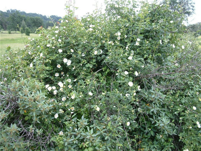 Plant photo of: Rosa woodsii