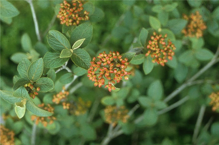 Plant photo of: Viburnum lantana