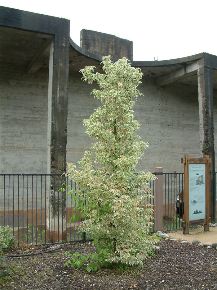 Plant photo of: Acer negundo 'Variegatum'