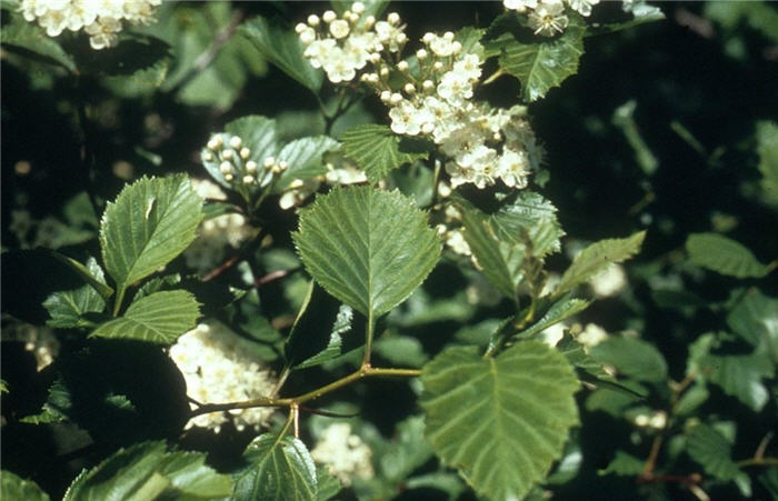 Plant photo of: Crataegus crusgalli x inermus