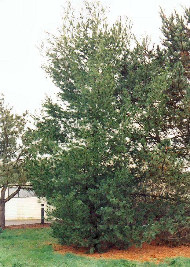 Plant photo of: Pinus strobus