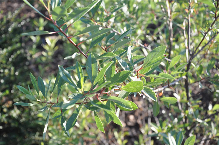 Plant photo of: Prunus besseyi