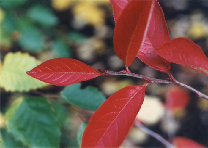Plant photo of: Aronia arbutifolia