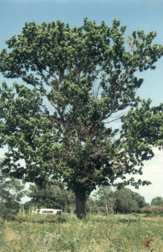 Plant photo of: Acer nigrum