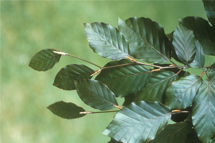 Plant photo of: Fagus sylvatica