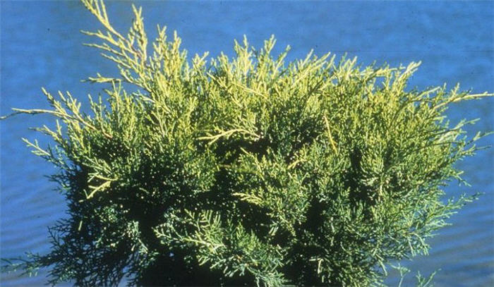 Plant photo of: Juniperus chinensis 'Old Gold'
