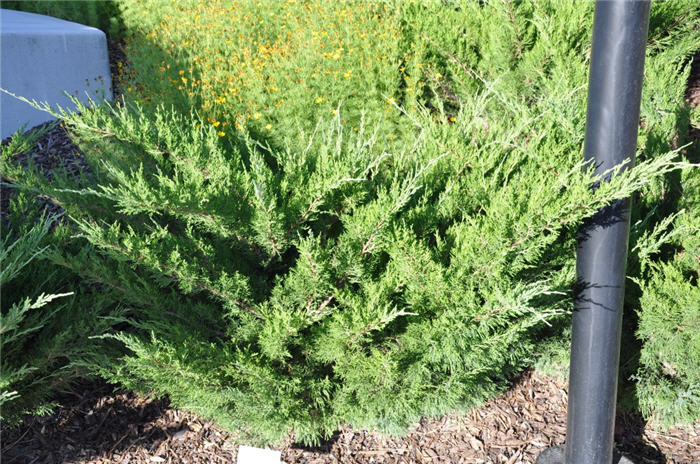 Plant photo of: Juniperus chinensis 'Sea Green'