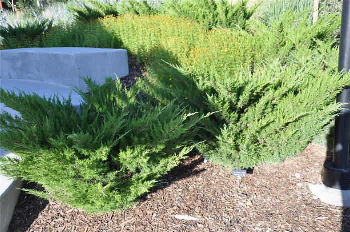 Plant photo of: Juniperus chinensis 'Sea Green'