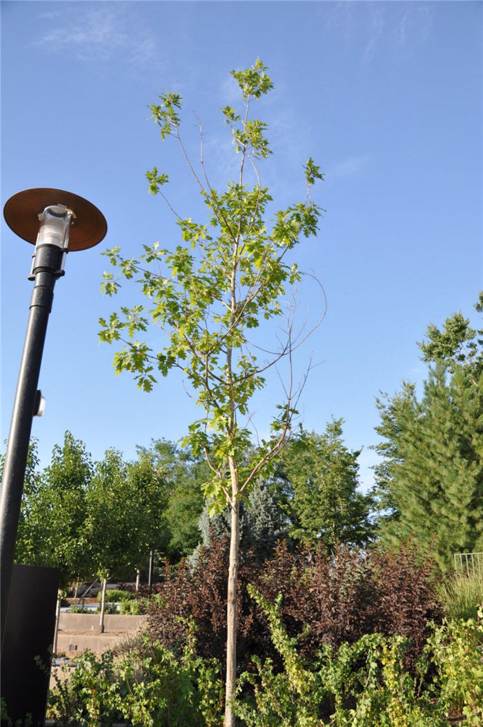 Plant photo of: Quercus rubra