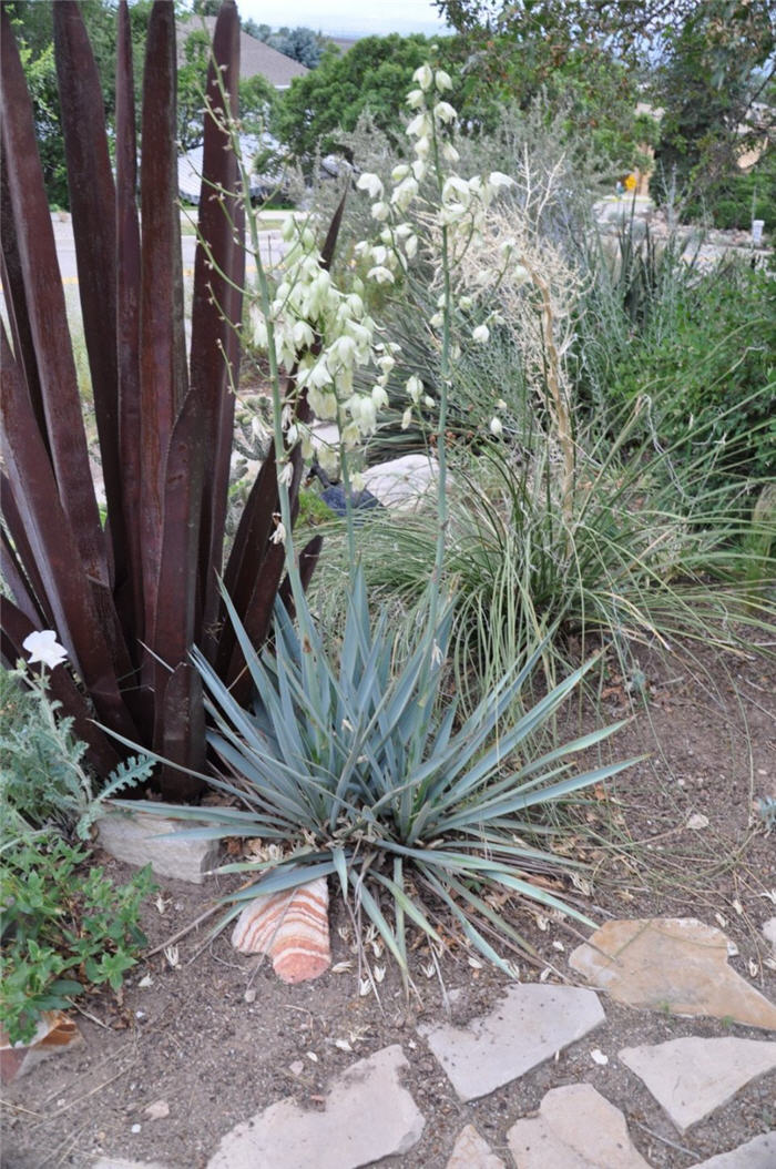 Plant photo of: Yucca pallida