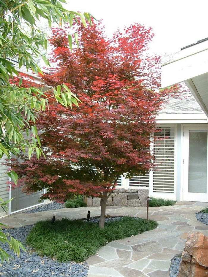 Plant photo of: Acer palmatum 'Bloodgood'