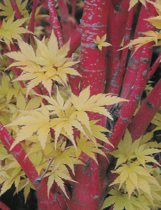 Plant photo of: Acer palmatum 'Sango-kaku'