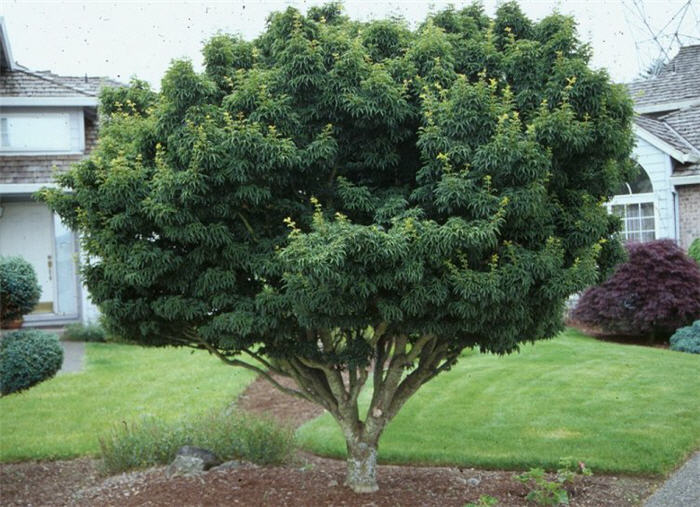 Plant photo of: Acer palmatum 'Shishigashira'