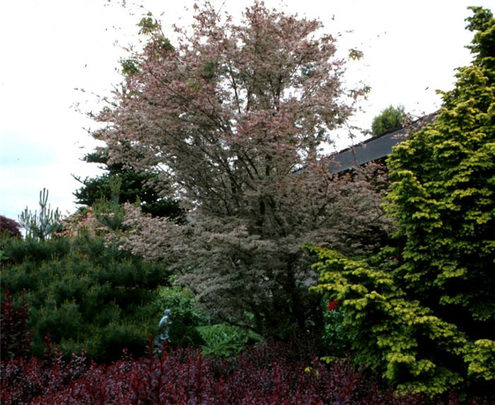 Plant photo of: Acer palmatum 'Ukigumo'