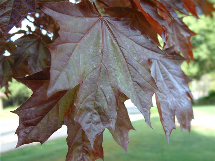 Plant photo of: Acer platanoides 'Crimson King'