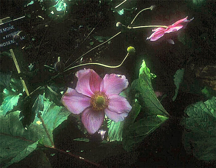 Plant photo of: Anemone x hybrida 'Serenade'