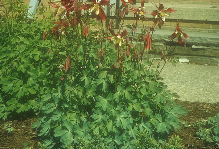 Plant photo of: Aquilegia hybrids 'Crimson Star'