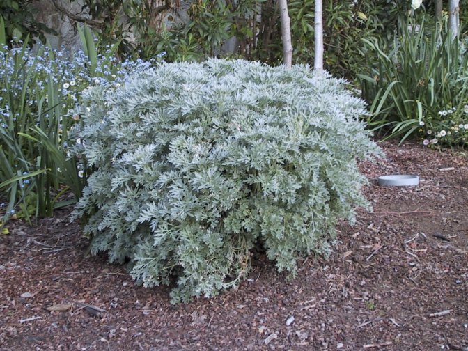 Plant photo of: Artemisia lactiflora (Guizhou Group)