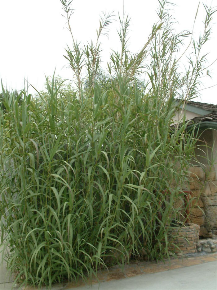 Plant photo of: Arundo donax