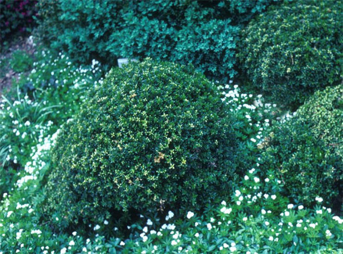 Plant photo of: Buxus microphylla 'Compacta'
