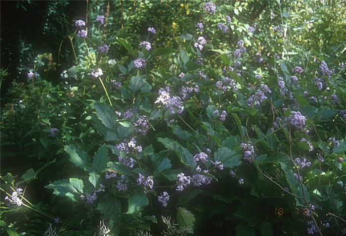Plant photo of: Clematis heracleifolia