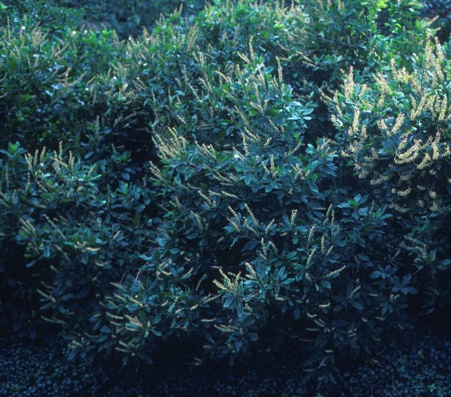 Plant photo of: Clethra alnifolia