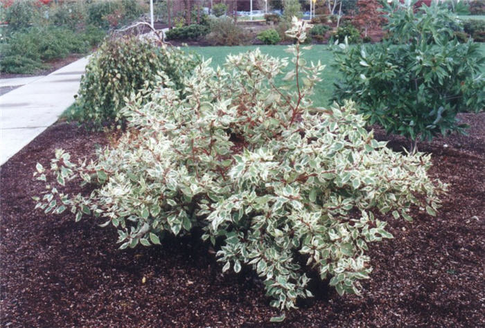 Plant photo of: Cornus alba 'Elegantissima'