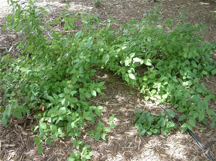 Plant photo of: Cornus sericea