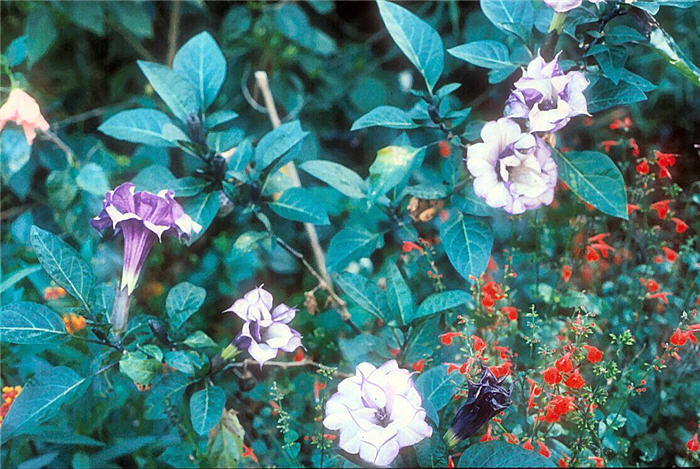 Plant photo of: Datura wrighti
