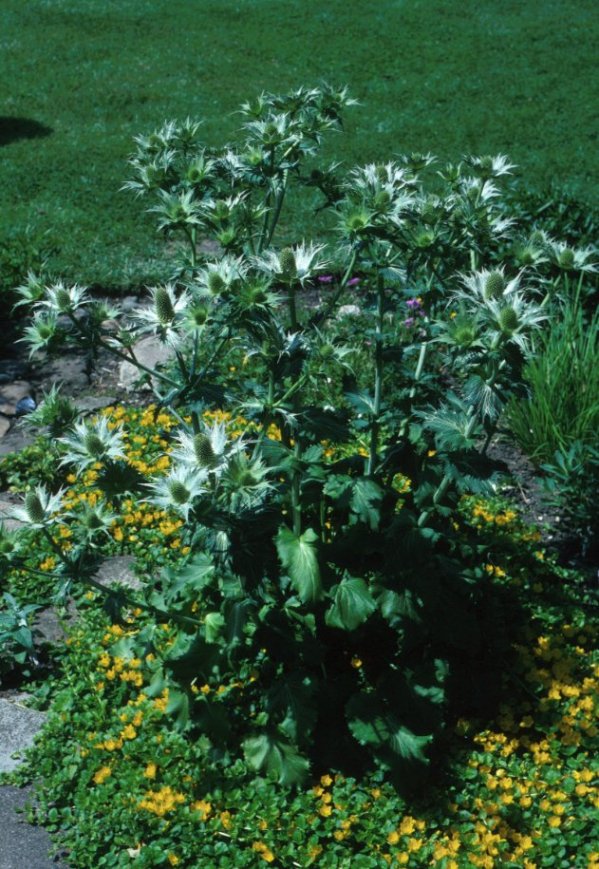 Plant photo of: Eryngium