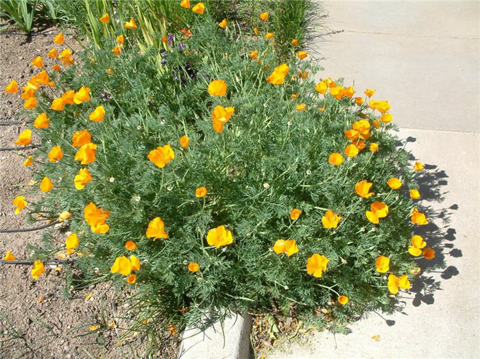 Plant photo of: Eschscholzia californica