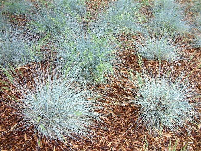 Plant photo of: Festuca idahoensis 'Siskiyou Blue'