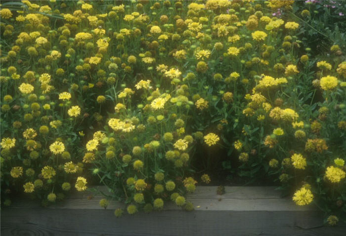 Plant photo of: Gaillardia x grandiflora 'Yellow Sun'