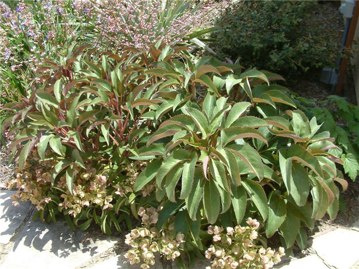 Plant photo of: Helleborus x hybrids