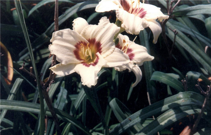 Plant photo of: Hemerocallis 'Pandora's Box'