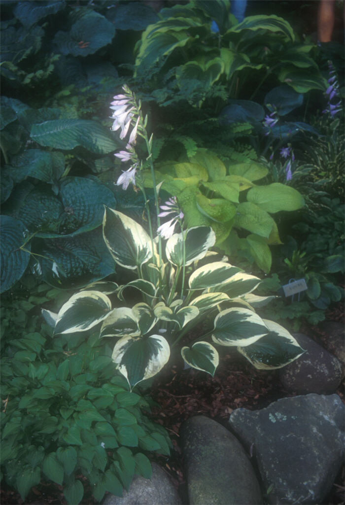 Plant photo of: Hosta 'Patriot'