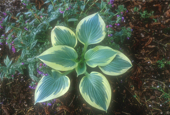 Plant photo of: Hosta 'Robert Frost'