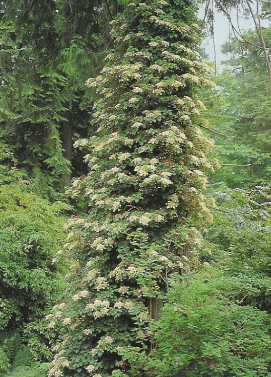 Plant photo of: Hydrangea anomala petiolaris