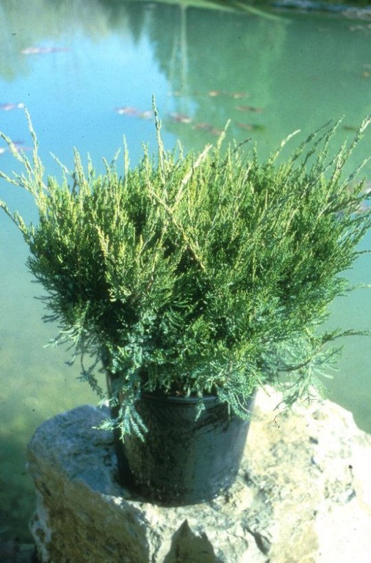 Plant photo of: Juniperus chinensis 'Monlep'
