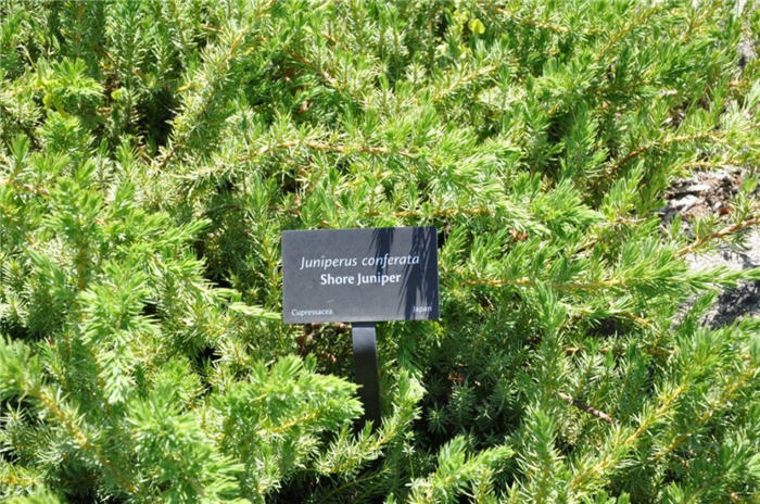 Plant photo of: Juniperus conferta
